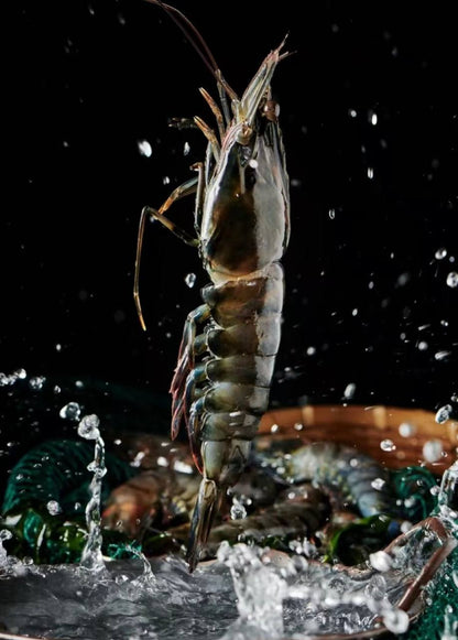 Colossal Black Tiger Prawns